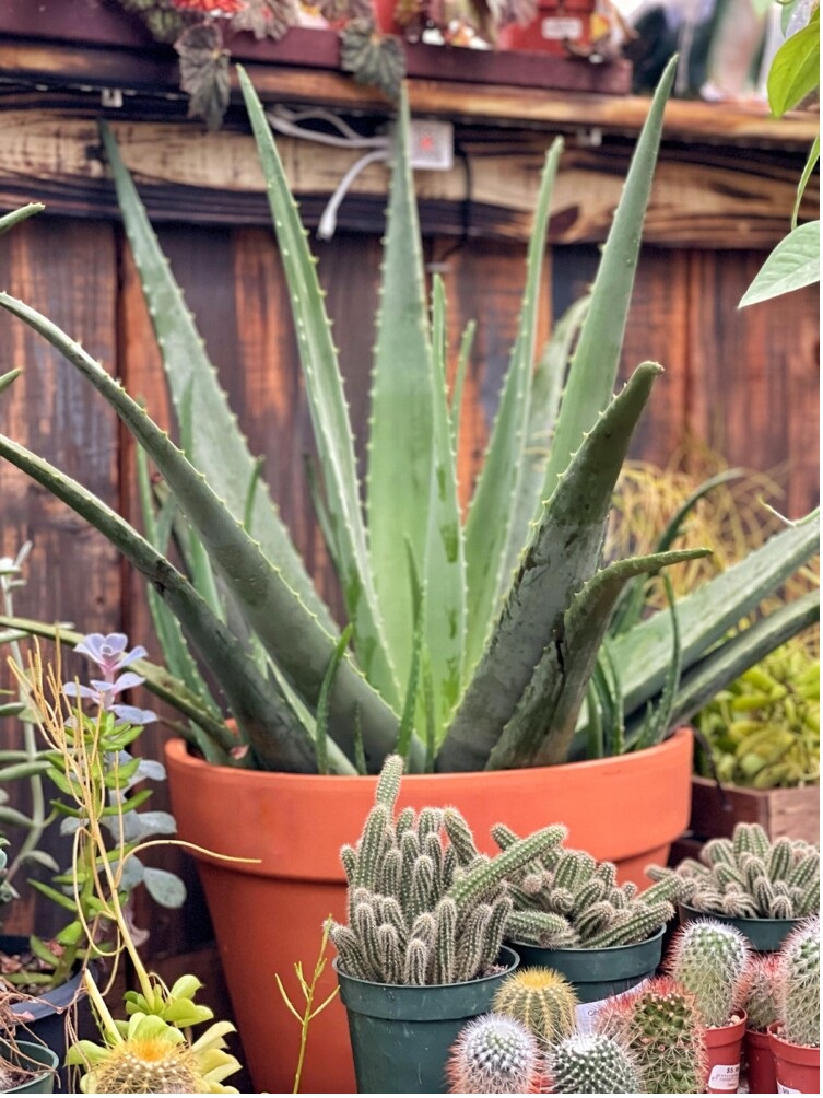Pot And Planter Store